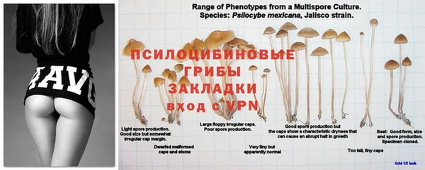 прущие грибы Абдулино